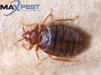 Bed Bug Control Melbourne image 2